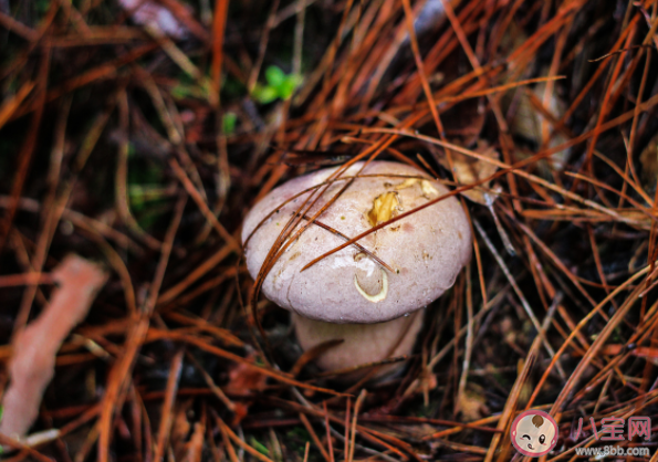有毒野生菌種類一覽 加工食用野生菌應該注意哪些問題