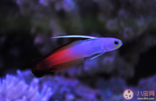 海水魚扔進淡水里會怎么樣 海水魚和淡水魚有什么區別