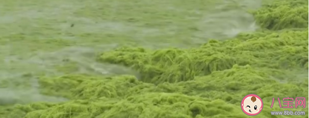 專家稱青島滸苔可能會長期存在于近海 青島15年滸苔哪里來