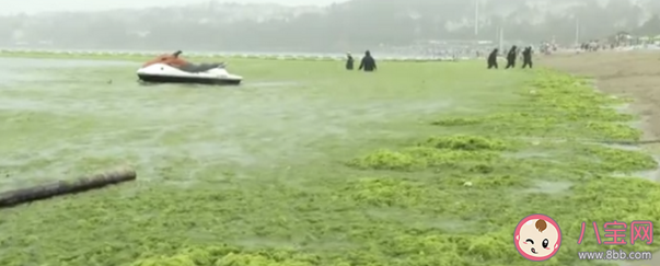 專家稱青島滸苔可能會長期存在于近海 青島15年滸苔哪里來