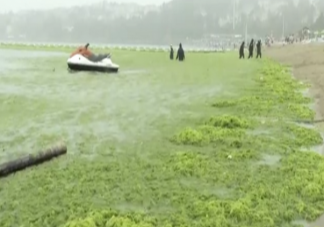 專家稱青島滸苔可能會長期存在于近海 青島15年滸苔哪里來