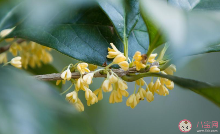 八月桂花香的唯美說說 八月桂花飄香朋友圈