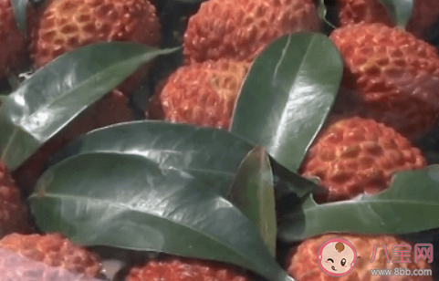 蘇軾日啖荔枝三百顆下半句是什么 螞蟻莊園7月24日答案