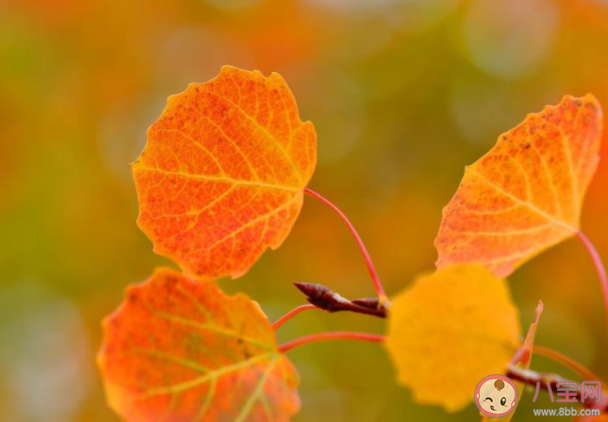 夏去秋來的優(yōu)美句子簡短 夏去秋來的朋友圈說說