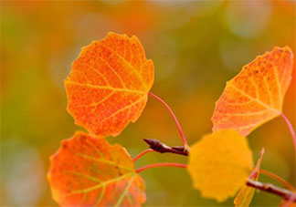 夏去秋來的優美句子簡短 夏去秋來的朋友圈說說
