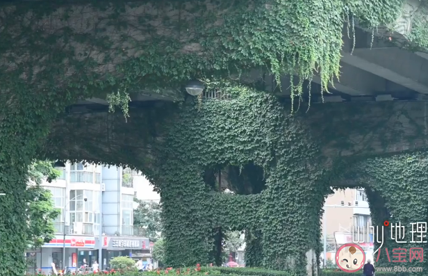 成都4280個橋墩現19萬平爬山虎 爬山虎會影響橋墩嗎