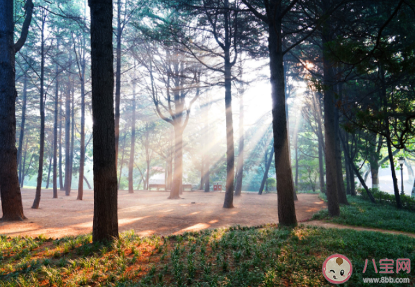 什么是丁達(dá)爾效應(yīng) 丁達(dá)爾效應(yīng)是怎么形成的