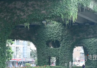 成都4280個(gè)橋墩現(xiàn)19萬平爬山虎 爬山虎會影響橋墩嗎