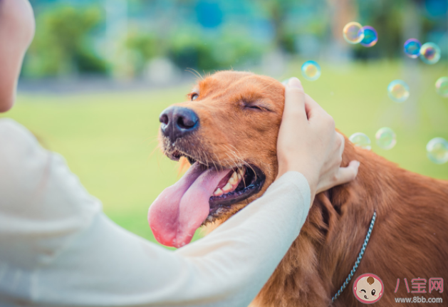 沒有經(jīng)濟(jì)能力可以養(yǎng)寵物嗎 養(yǎng)寵物之前要考慮什么 沒有經(jīng)濟(jì)能力可以養(yǎng)寵物嗎 養(yǎng)寵物之前要考慮什么