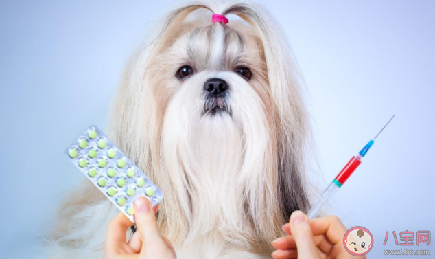 沒有經(jīng)濟(jì)能力可以養(yǎng)寵物嗎 養(yǎng)寵物之前要考慮什么 沒有經(jīng)濟(jì)能力可以養(yǎng)寵物嗎 養(yǎng)寵物之前要考慮什么