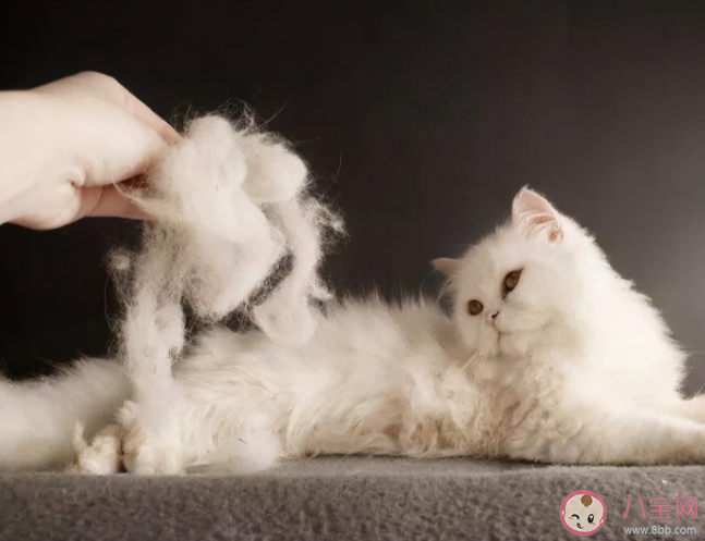 貓毛會吸進肺里對身體有害嗎 養(yǎng)貓人如何清理貓毛 貓毛會吸進肺里對身體有害嗎 養(yǎng)貓人如何清理貓毛