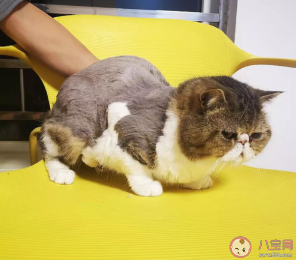 貓毛會吸進肺里對身體有害嗎 養(yǎng)貓人如何清理貓毛 貓毛會吸進肺里對身體有害嗎 養(yǎng)貓人如何清理貓毛