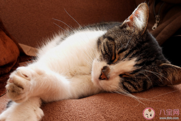 懷孕了不能養(yǎng)貓是真嗎 養(yǎng)貓感染弓形蟲的概率大嗎