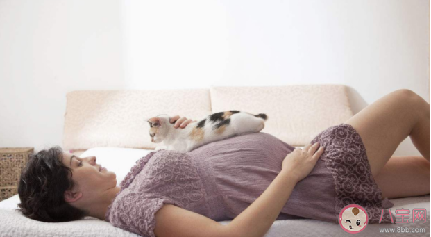 懷孕了不能養(yǎng)貓是真嗎 養(yǎng)貓感染弓形蟲的概率大嗎
