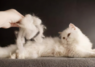 貓毛會吸進肺里對身體有害嗎 養貓人如何清理貓毛