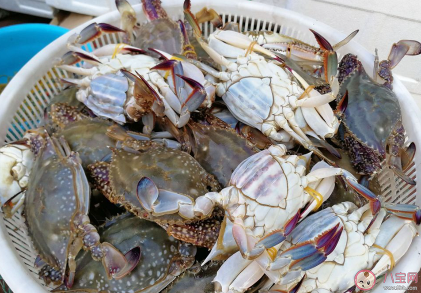 東海開海梭子蟹同比降價兩成 梭子蟹為什么降價了 東海開海梭子蟹同比降價兩成 梭子蟹為什么降價了