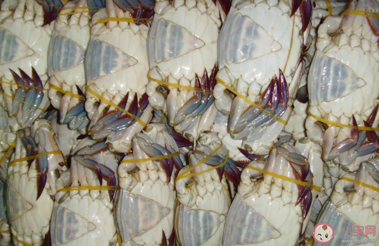 東海開海梭子蟹同比降價兩成 梭子蟹為什么降價了 東海開海梭子蟹同比降價兩成 梭子蟹為什么降價了