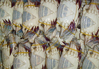 東海開海梭子蟹同比降價兩成 梭子蟹為什么降價了