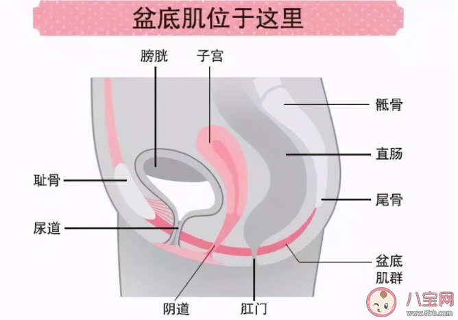 沒生過孩子就不需要做盆底肌修復嗎 孕期怎么做避免減輕盆底肌損傷