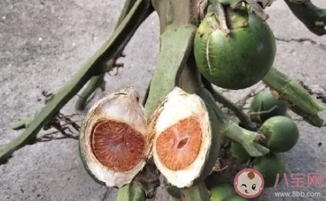 長期嚼檳榔有哪些危害 為什么有人喜歡吃檳榔 長期嚼檳榔有哪些危害 為什么有人喜歡吃檳榔