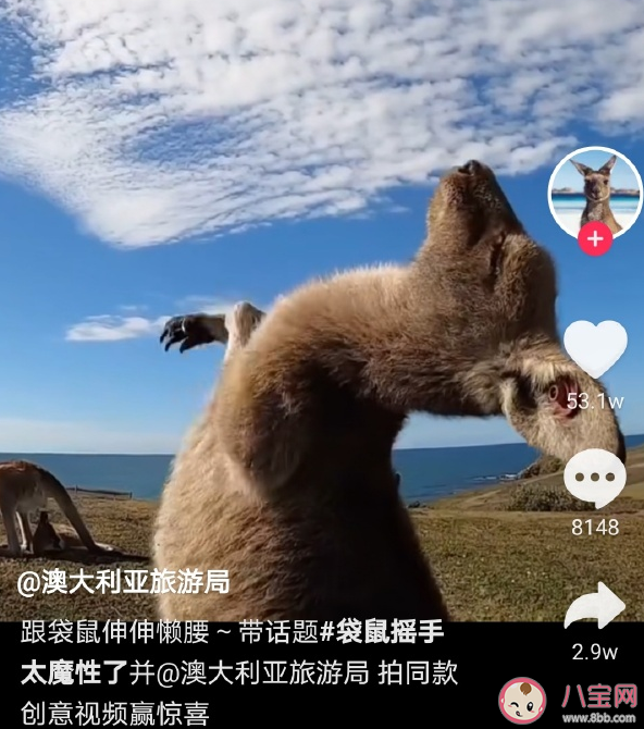袋鼠搖手行為是在撓癢癢嗎 袋鼠搖手為什么火了