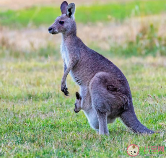 袋鼠搖手行為是在撓癢癢嗎 袋鼠搖手為什么火了