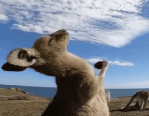 袋鼠搖手行為是在撓癢癢嗎 袋鼠搖手為什么火了