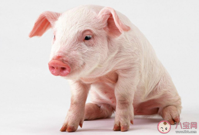 螞蟻莊園豬真的很笨嗎 8月12日正確答案 螞蟻莊園豬真的很笨嗎 8月12日正確答案