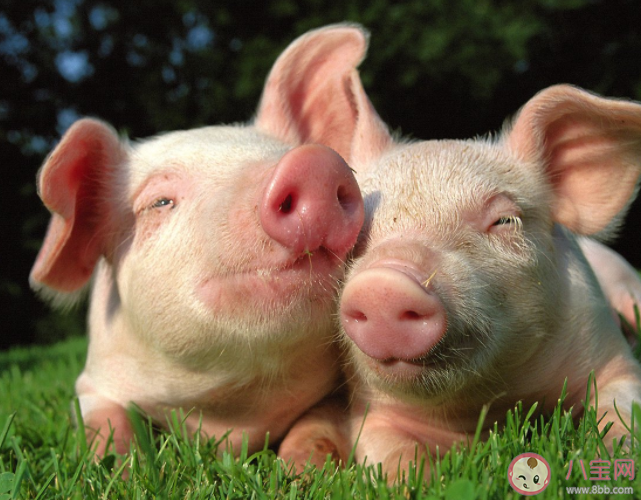 螞蟻莊園豬真的很笨嗎 8月12日正確答案 螞蟻莊園豬真的很笨嗎 8月12日正確答案