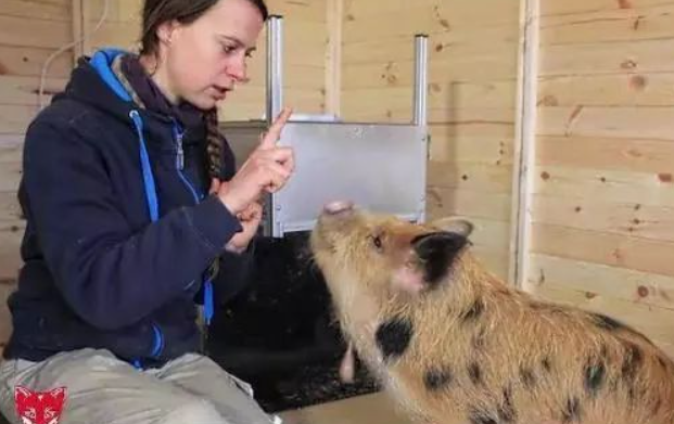 豬真的很笨嗎 螞蟻莊園8月12日答案 豬真的很笨嗎 螞蟻莊園8月12日答案