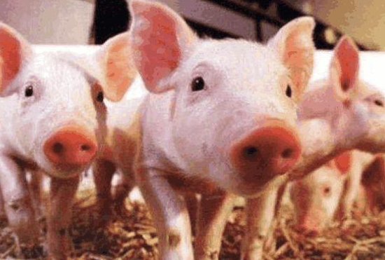 豬真的很笨嗎 螞蟻莊園8月12日答案 豬真的很笨嗎 螞蟻莊園8月12日答案