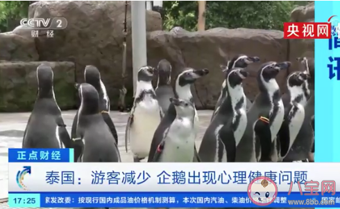 游客減少導致企鵝出現心理問題 企鵝也會不開心嗎 游客減少導致企鵝出現心理問題 企鵝也會不開心嗎