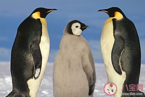 游客減少導致企鵝出現心理問題 企鵝也會不開心嗎 游客減少導致企鵝出現心理問題 企鵝也會不開心嗎