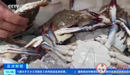 梭子蟹比去年便宜30% 梭子蟹有什么營養價值