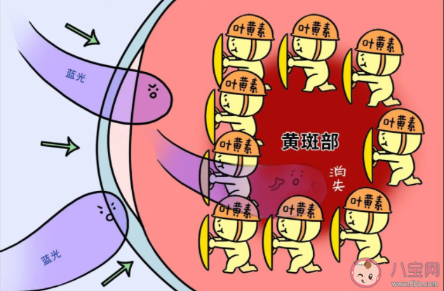 葉黃素該怎么吃吃多少 葉黃素對(duì)眼睛的功效有哪些 葉黃素該怎么吃吃多少 葉黃素對(duì)眼睛的功效有哪些