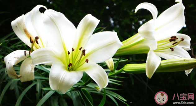 哪些花草貓貓吃了會中毒 家里養貓不宜養的植物