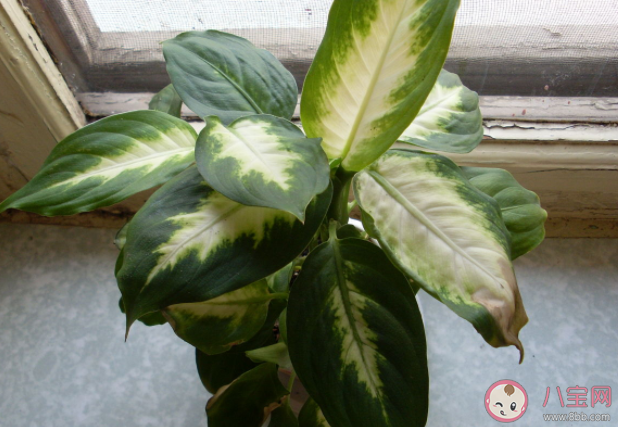 哪些花草貓貓吃了會中毒 家里養貓不宜養的植物