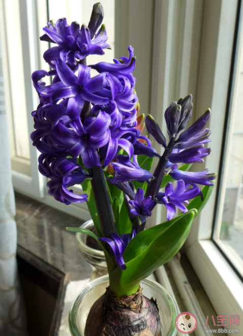 哪些花草貓貓吃了會中毒 家里養貓不宜養的植物