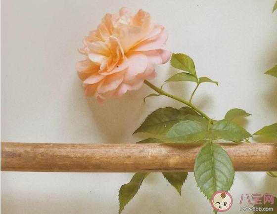 疫情期間情侶怎么過七夕 疫情下的異地戀有多難