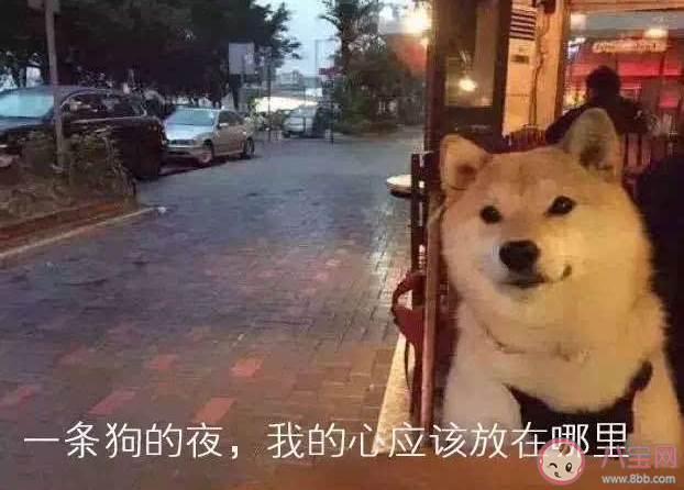 有哪些適合單身狗發的七夕文案2021 單身狗七夕文案搞笑句子 有哪些適合單身狗發的七夕文案2021 單身狗七夕文案搞笑句子