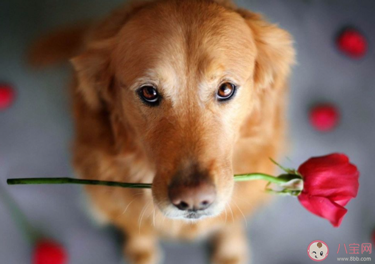 有哪些適合單身狗發的七夕文案2021 單身狗七夕文案搞笑句子 有哪些適合單身狗發的七夕文案2021 單身狗七夕文案搞笑句子