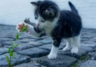 哪些花草貓貓吃了會中毒 家里養貓不宜養的植物