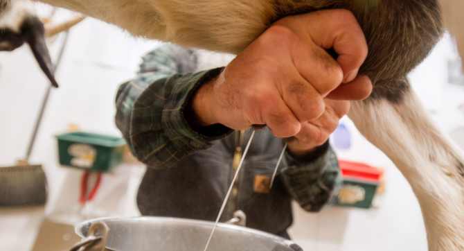 現擠生奶最新鮮有營養嗎 可以將買來的生奶自己煮一煮再喝嗎 現擠生奶最新鮮有營養嗎 可以將買來的生奶自己煮一煮再喝嗎