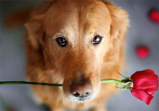 有哪些適合單身狗發的七夕文案2021 單身狗七夕文案搞笑句子