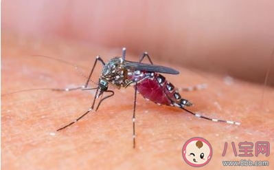被蚊子咬了用指甲在蚊子包上畫十字止癢是好方法嗎 螞蟻莊園8月15日答案