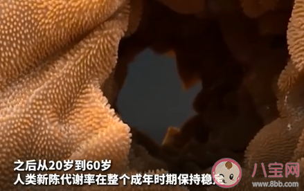 中年發福不是因為新陳代謝變慢 人到中年為什么會發福