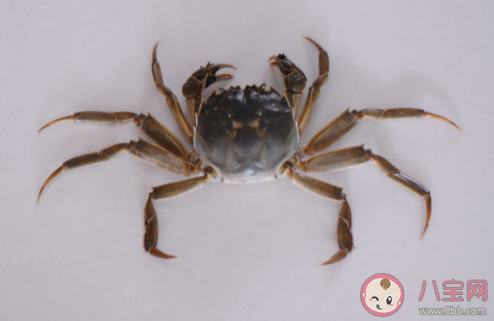 一般來說螃蟹煮熟后為什么會變紅 螞蟻莊園8月18日答案