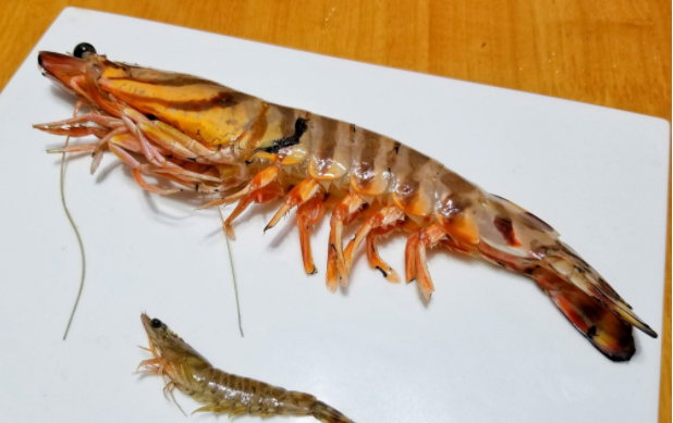 蝦背里的黑線真的很臟嗎 蝦線一定要去除嗎 蝦背里的黑線真的很臟嗎 蝦線一定要去除嗎