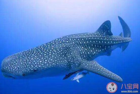 鯨鯊現(xiàn)身大連獐子島是怎么回事 鯨鯊是一種什么樣的動(dòng)物