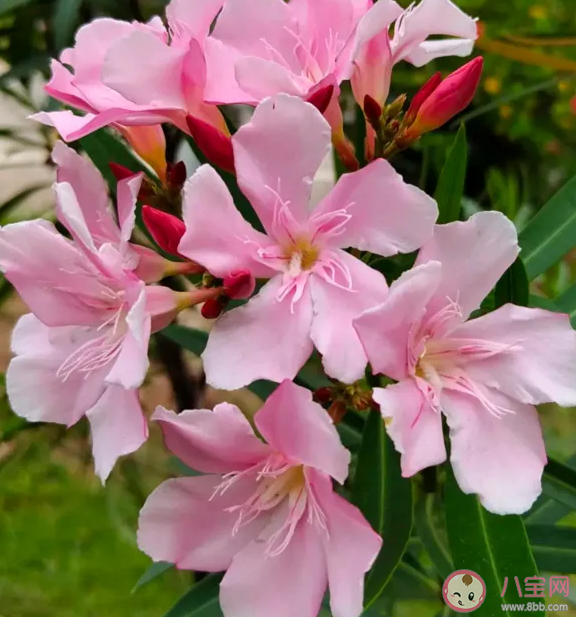 哪些植物吃了會躺板板 哪些植物有毒不能碰 哪些植物吃了會躺板板 哪些植物有毒不能碰